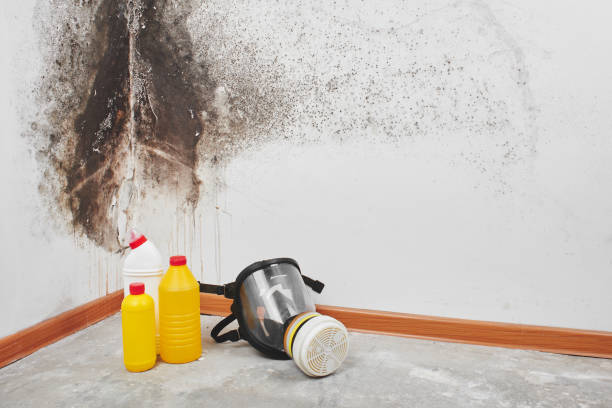 Best Crawl Space Mold Removal  in Wrightwood, CA