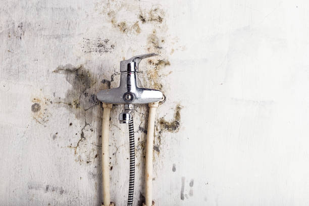 Wrightwood, CA Mold Removal Company