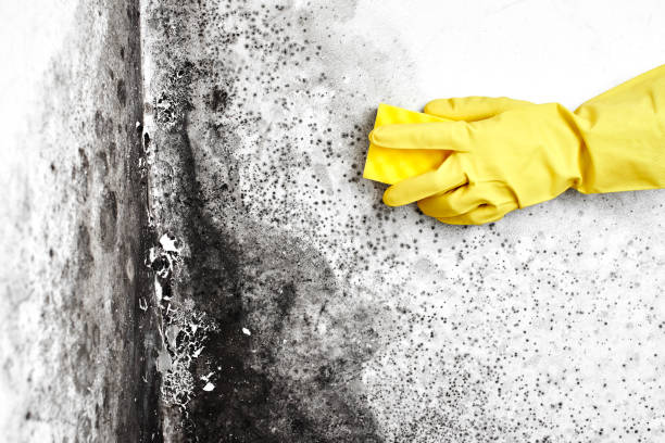 Best Toxic Mold Removal  in Wrightwood, CA