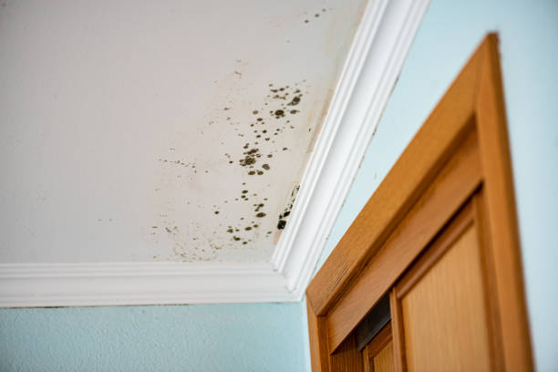 Best Mold Testing  in Wrightwood, CA