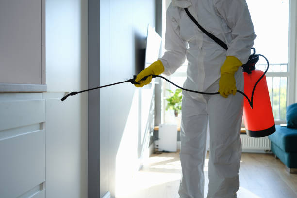 Best Local Mold Removal Service  in Wrightwood, CA