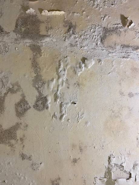 Mold Removal Process in Wrightwood, CA