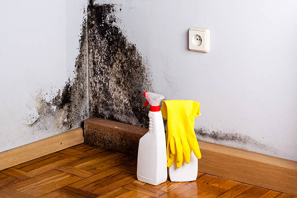 Best Residential Mold Removal  in Wrightwood, CA
