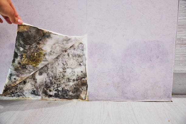 Best Fast Mold Removal  in Wrightwood, CA